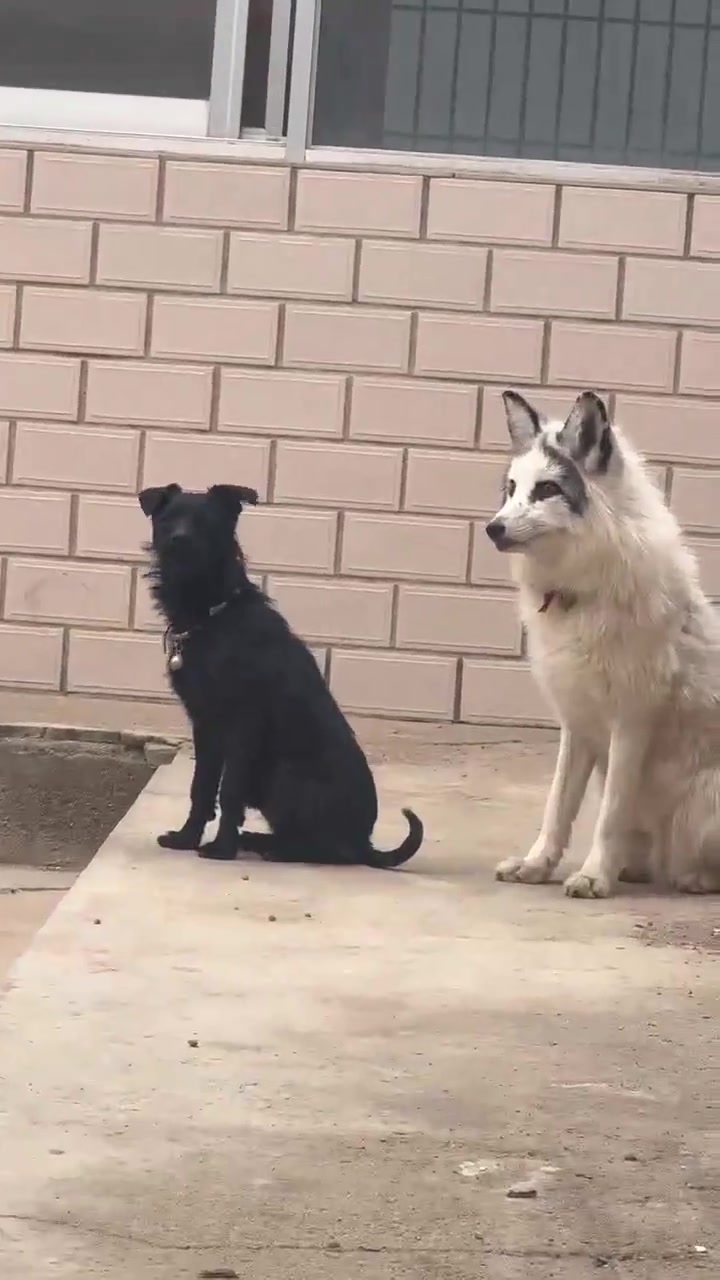 video thumb 207 thumb