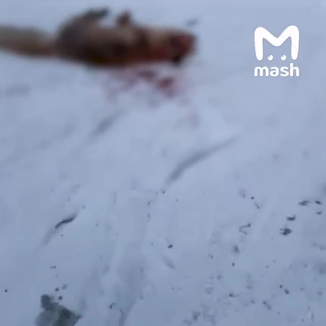 Миниатюра видео