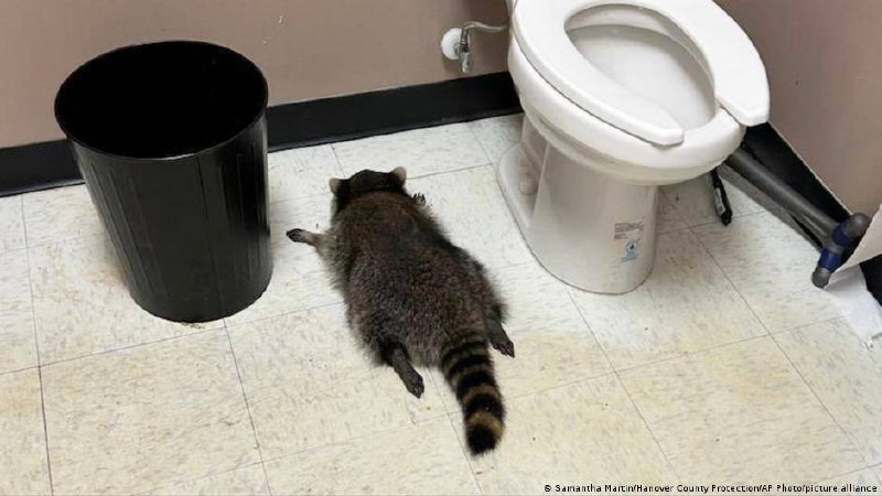 photo 17332