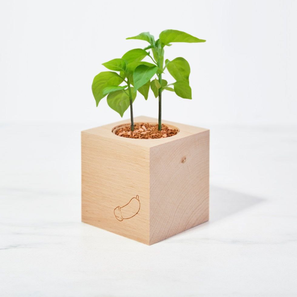 Вырастить член предлагает австрийский бренд ecocube
