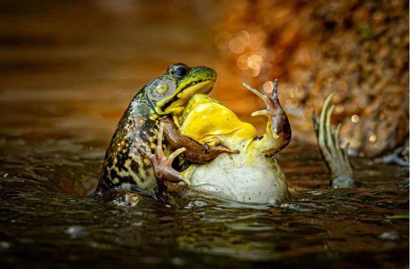 Танцующая горилла выиграла премию Comedy Wildlife Photo...