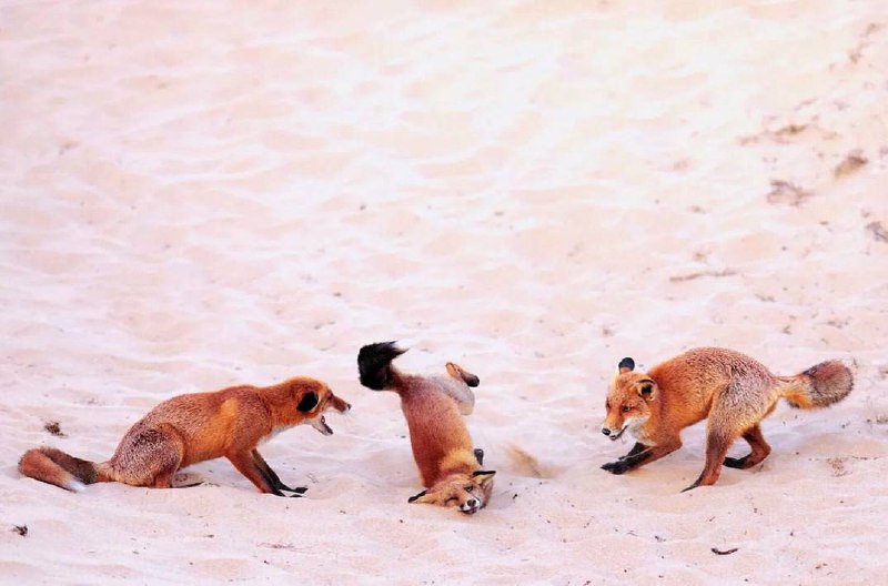 Танцующая горилла выиграла премию Comedy Wildlife Photo...