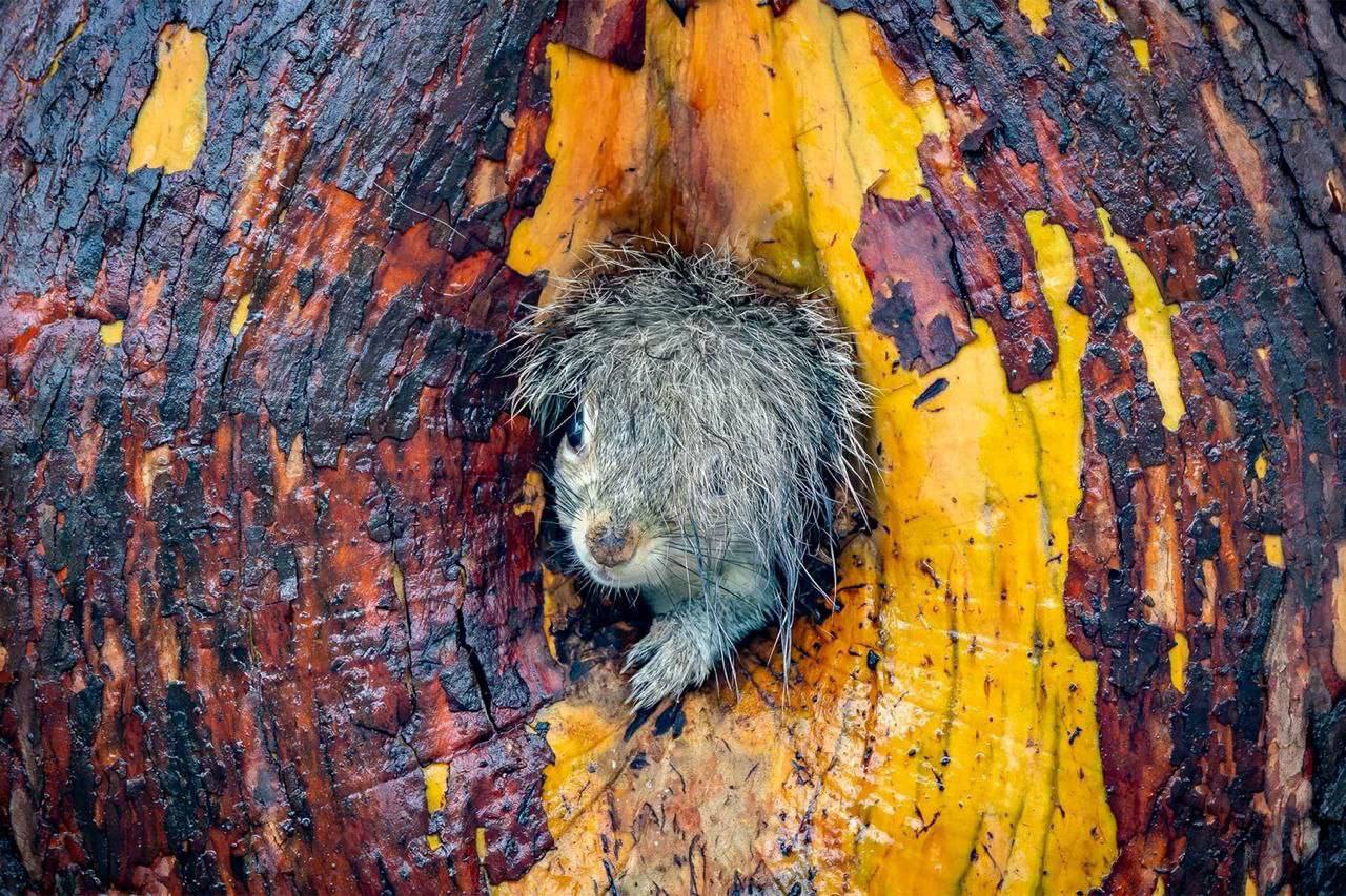 Танцующая горилла выиграла премию Comedy Wildlife Photo...