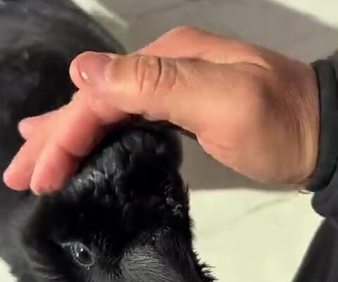 video thumb 9247 thumb