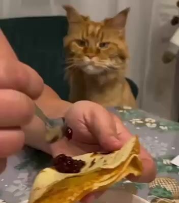 gif thumb 10638