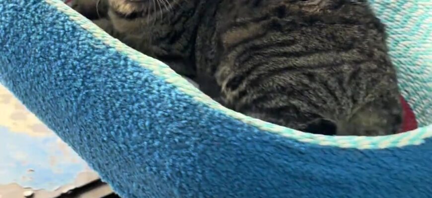 video thumb 10085 thumb