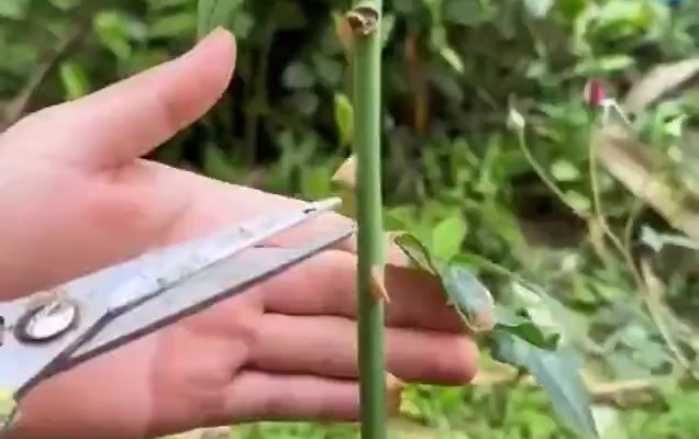 video thumb 1526 thumb