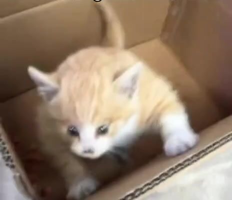 video thumb 5356 thumb