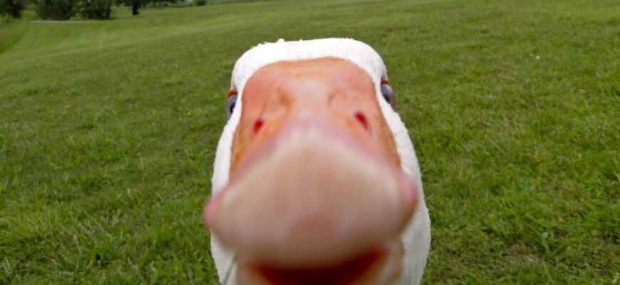 photo 20443