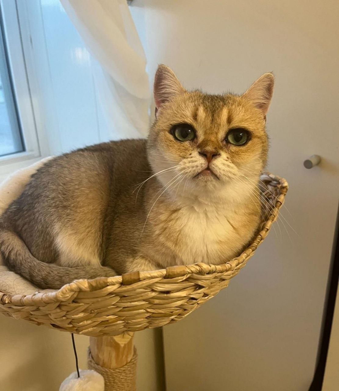 Девушка показала свою кошку, у которой от природы глаза... 8 Девушка показала свою кошку, у которой от природы глаза выглядят так, будто они накрашены подводкой.
А ещё пушистая красотка явно любит позировать.
👉 Новости 18+ | INFOPULSE