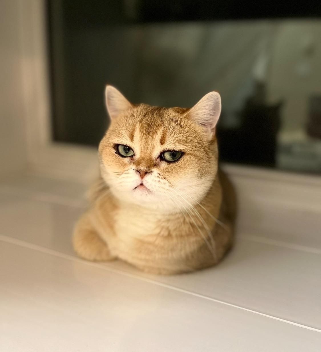 Девушка показала свою кошку, у которой от природы глаза... 9 photo 20473