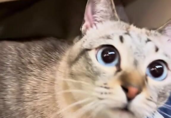 video thumb 10896 thumb