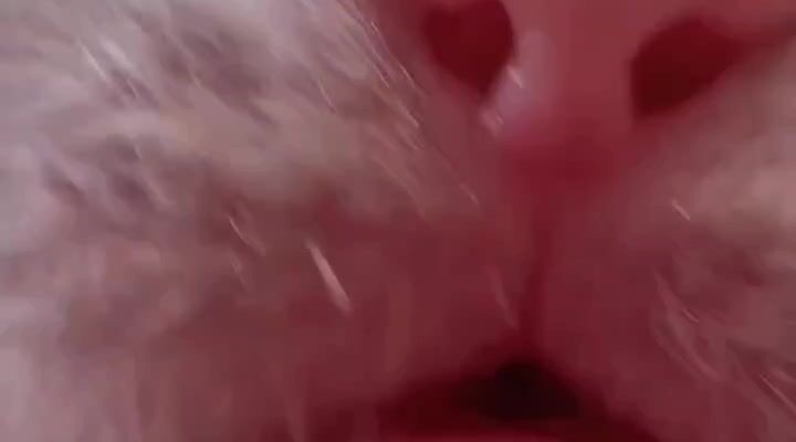video thumb 10924 thumb