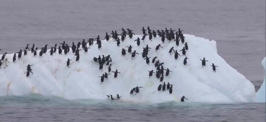 video thumb 11059 thumb