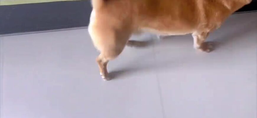 video thumb 11421 thumb