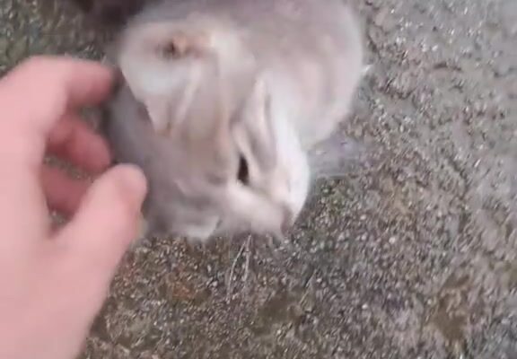 video thumb 11434 thumb