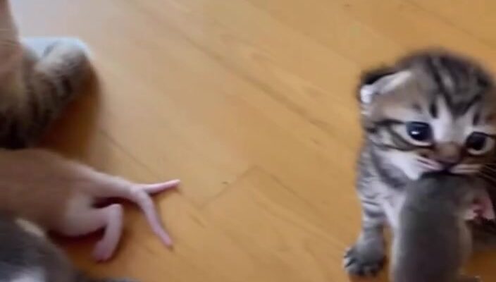 video thumb 11461 thumb