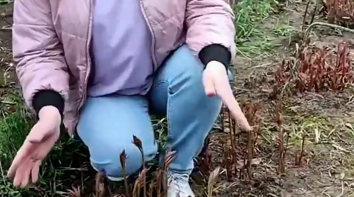video thumb 1613 thumb