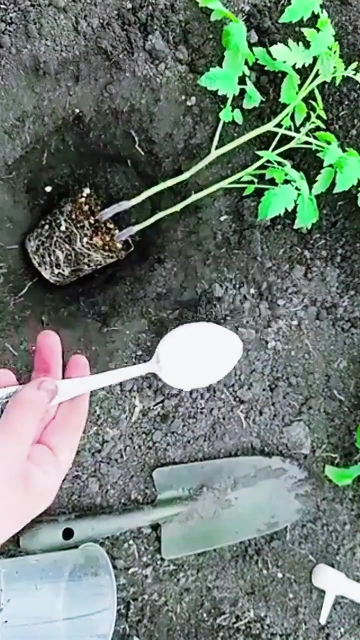 Никогда не высаживайте томаты ТАК пока не посмотрите это... 3 Миниатюра видео
