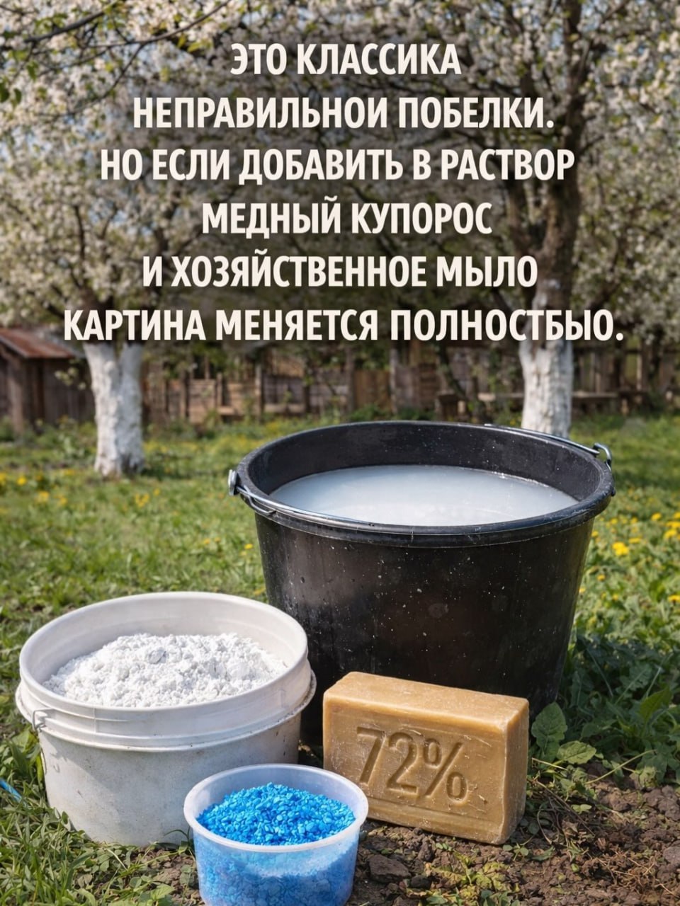 Как правильно побелить деревья весной? Дача INFOPULSE