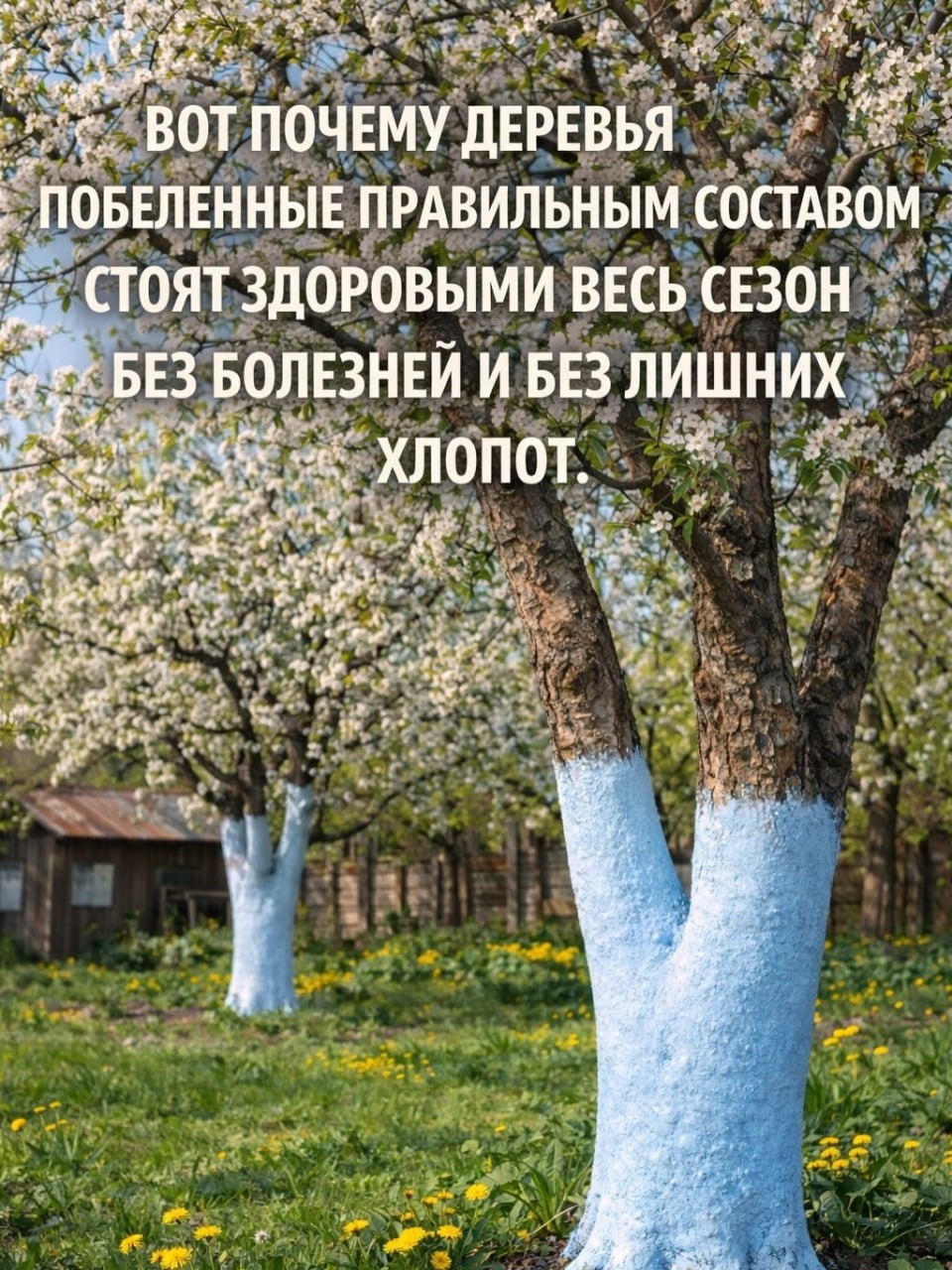 Как правильно побелить деревья весной? Дача INFOPULSE
