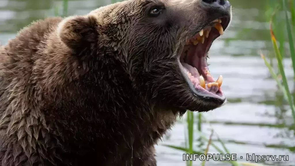 Бурый медведь убил лучшего медвежатника Красноярского края 2 Бурый медведь убил лучшего медвежатника Красноярского края. Источник: Google Trends · ВФокусе Mail
