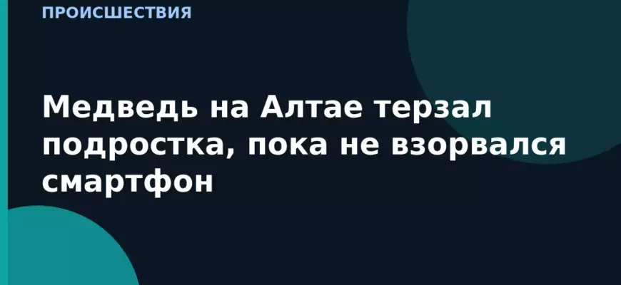 Медведь на Алтае терзал подростка, пока не взорвался смартфон