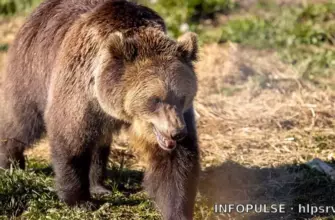 Медведь в Улан-Баторе убил мужчину и ранил женщину в жилом доме